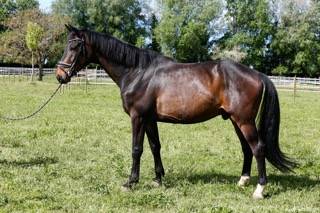 PICANT - Un cheval de dressage prometteur