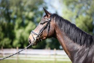 PICANT - Un cheval de dressage prometteur