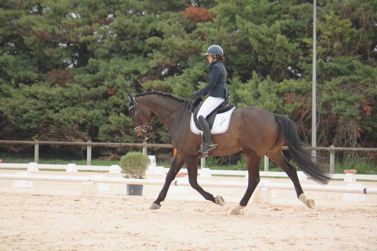PICANT - Un cheval de dressage prometteur