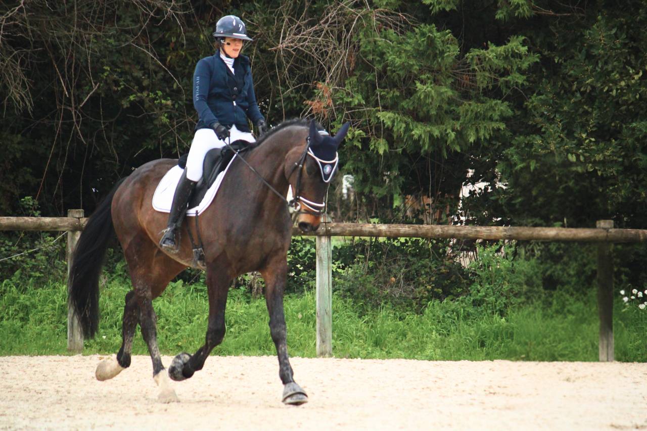 PICANT - Un cheval de dressage prometteur