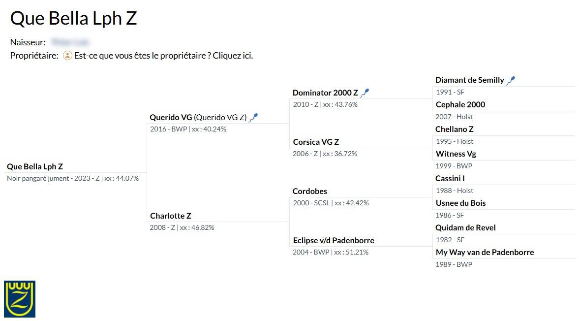 Jeune jument Zangersheide d&rsquo;avenir &ndash; 3 ans en 2026