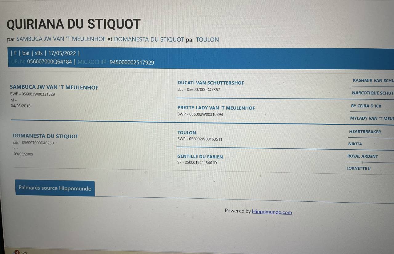 Jument 4 ans - CSO - Poney E - 8.000 &euro; jusqu'au 15/06