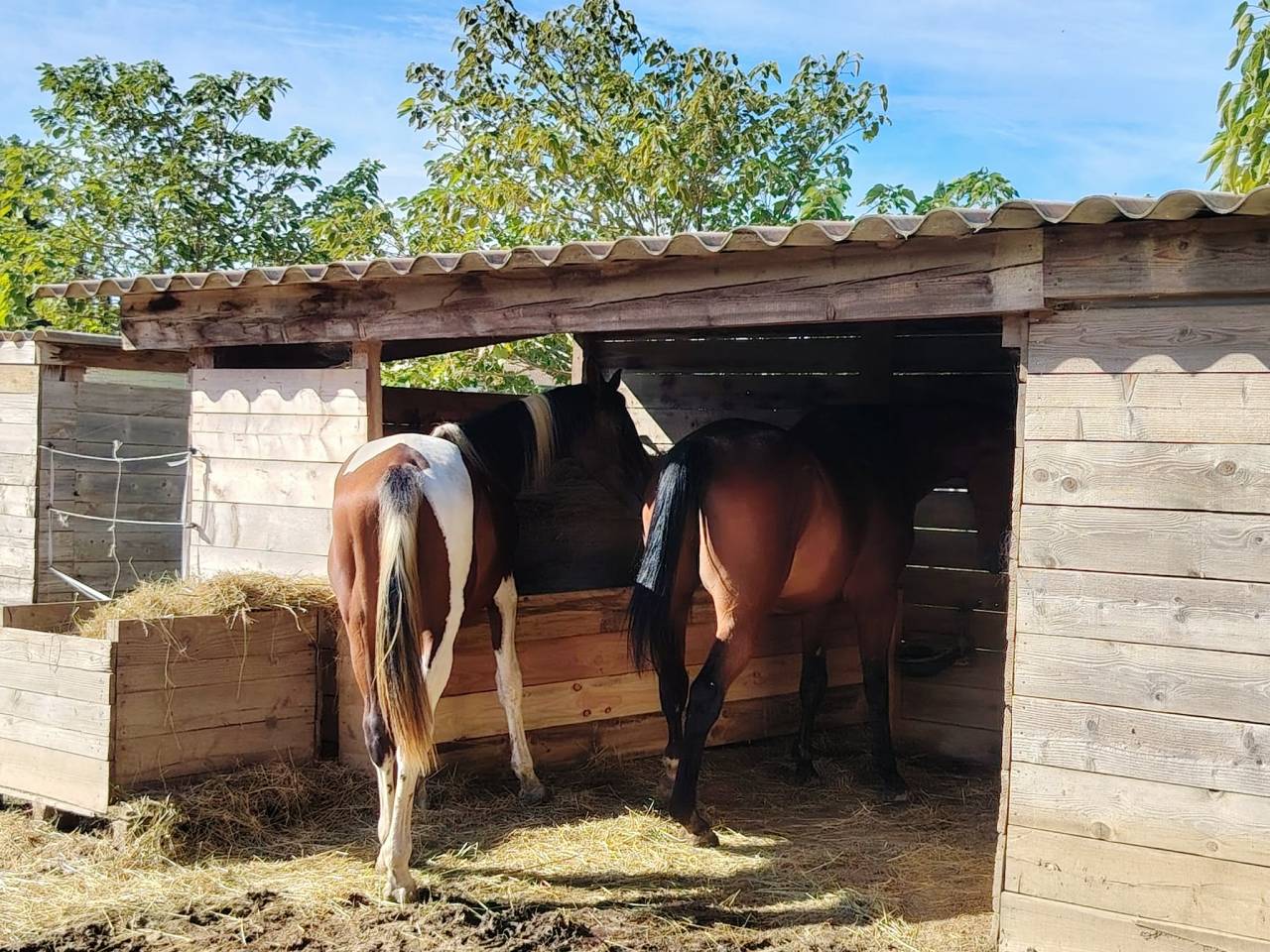 Poulain zangersheide