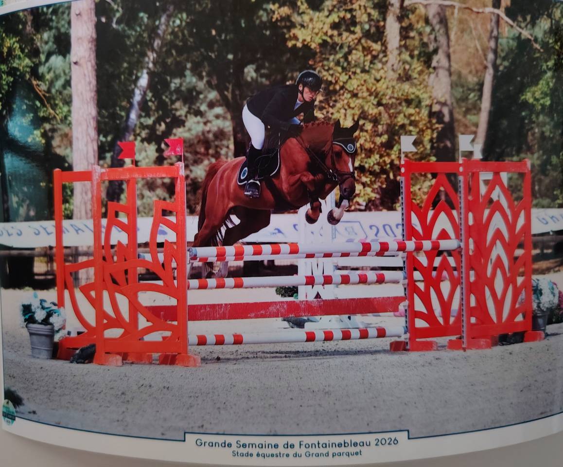 Hongre SF / 6 ans 