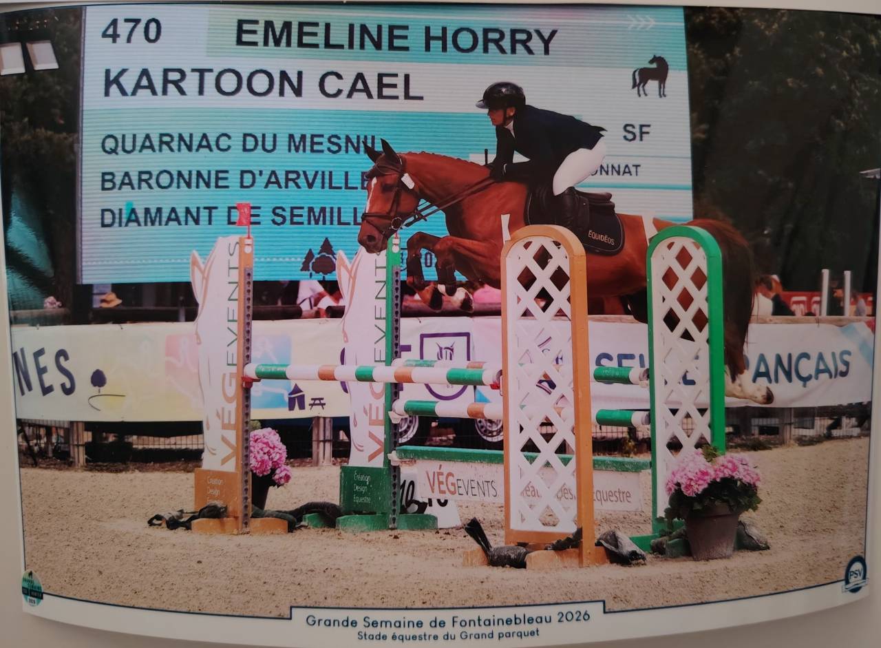 Hongre SF / 6 ans 
