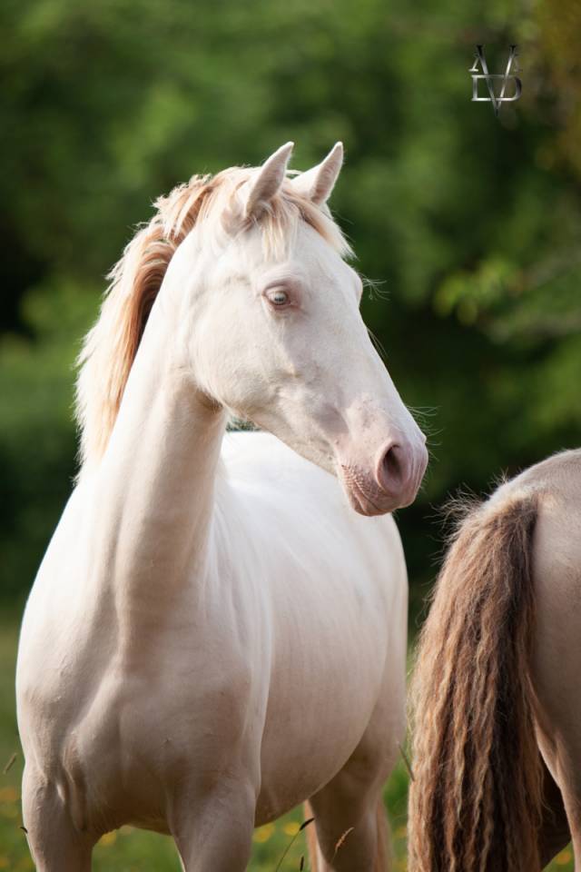 Pouliche Pure Race Espagnole de robe cr&egrave;me / perle