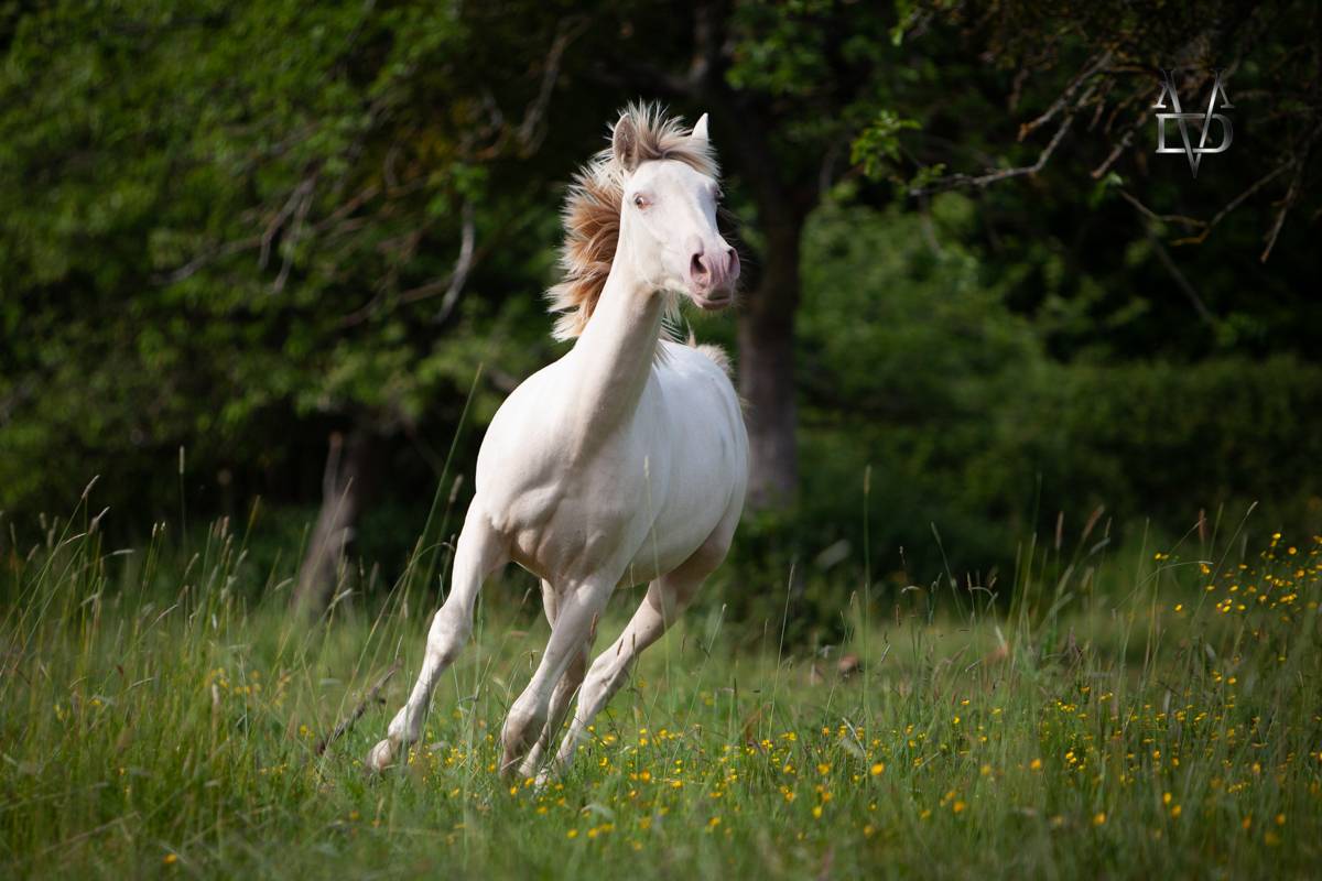 Pouliche Pure Race Espagnole de robe cr&egrave;me / perle