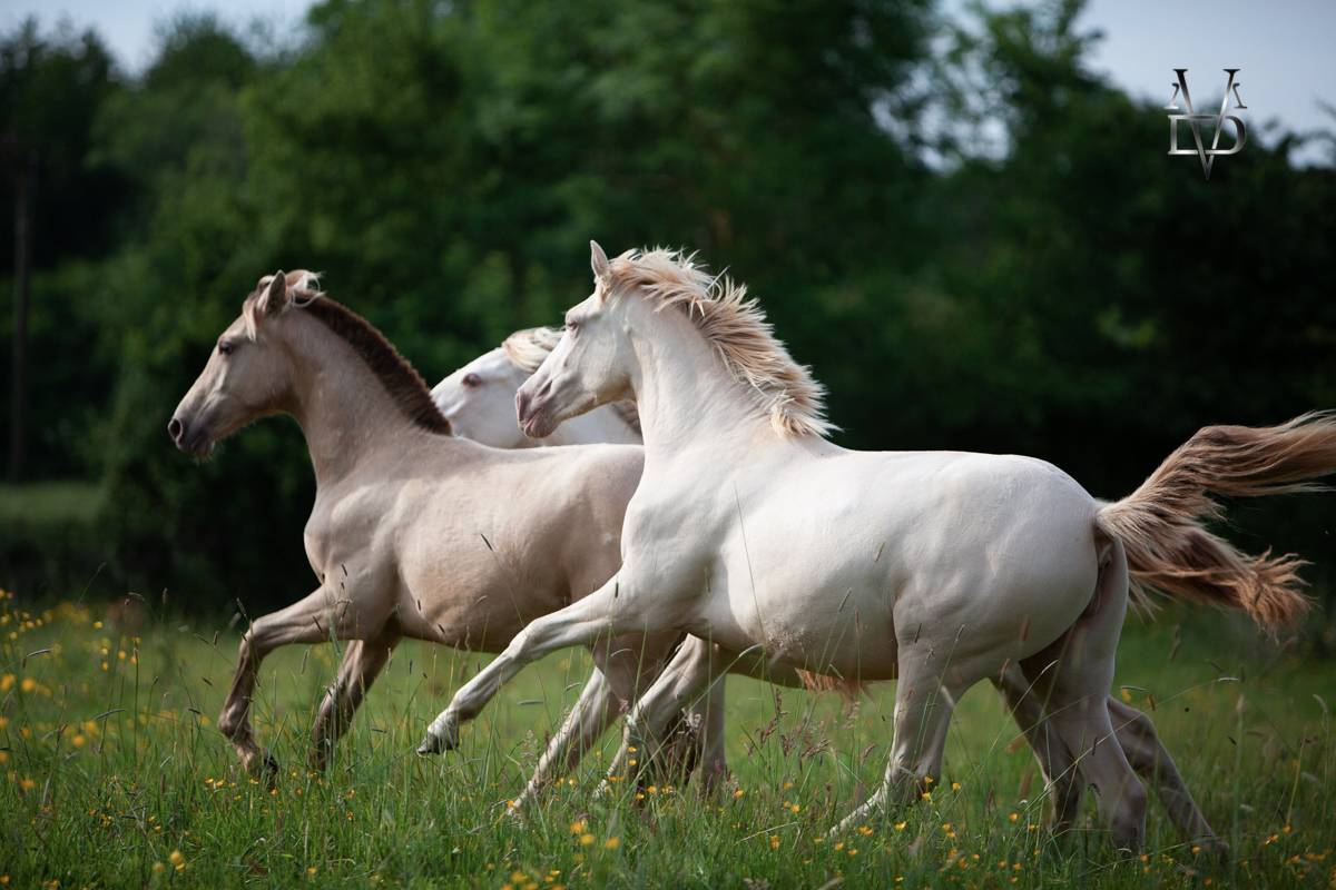 Pouliche Pure Race Espagnole de robe cr&egrave;me / perle