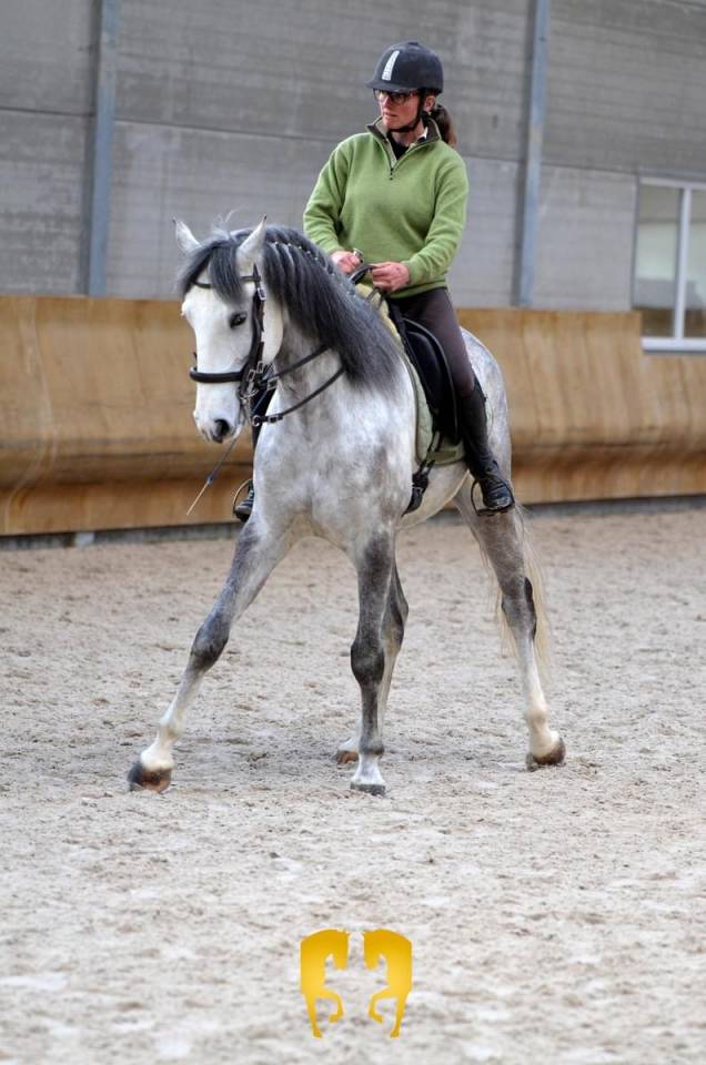 Cheval lusitanien de 8ans pp