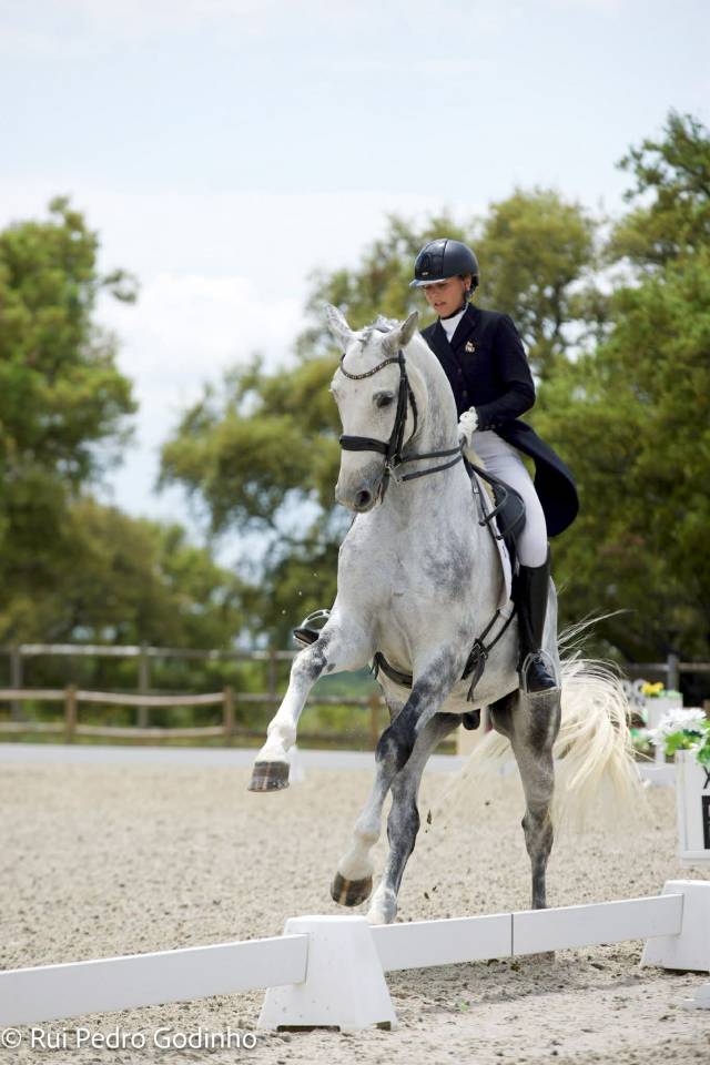 Hongre - Zangersheide - 8 ans - Dressage - France 