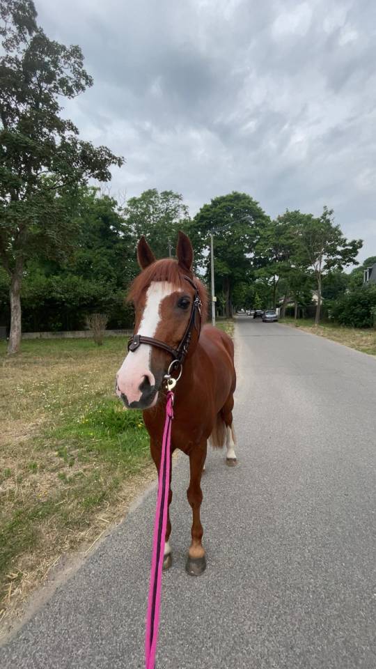 Poney D 11ans ideal famille et concours