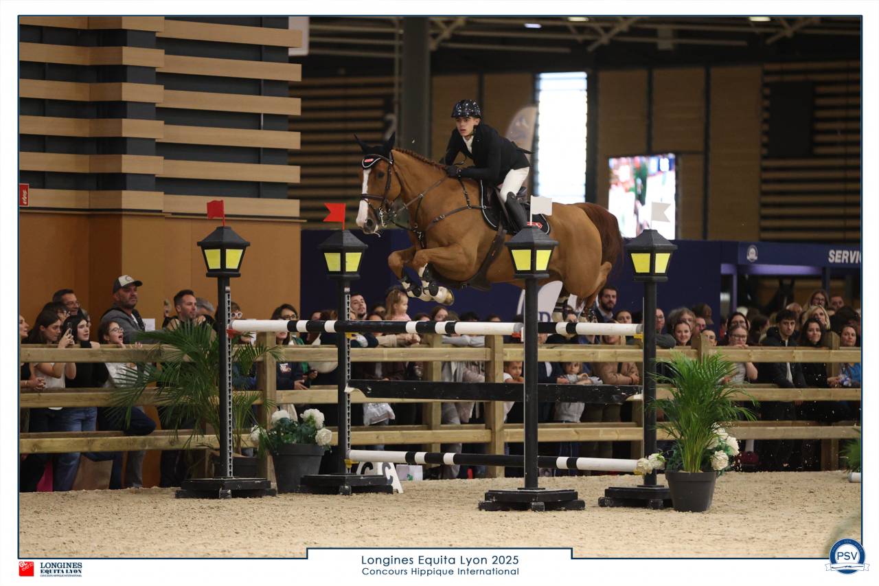 Hongre, selle Fran&ccedil;ais, 10 ans