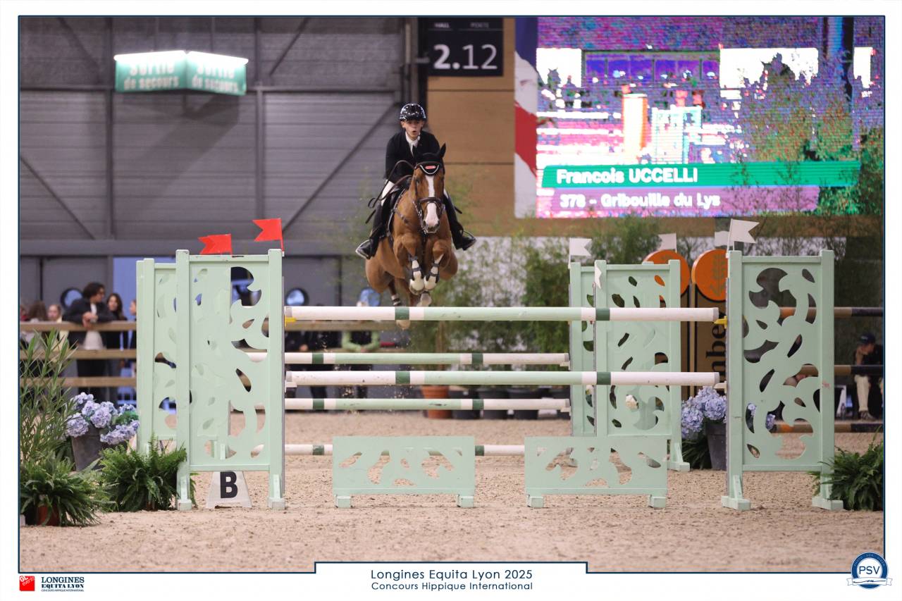 Hongre, selle Fran&ccedil;ais, 10 ans