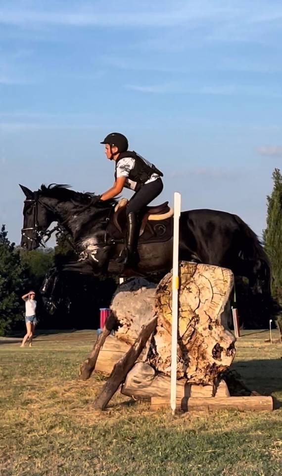 Etalon Autre Race de Poney A vendre 2008 Autre couleur