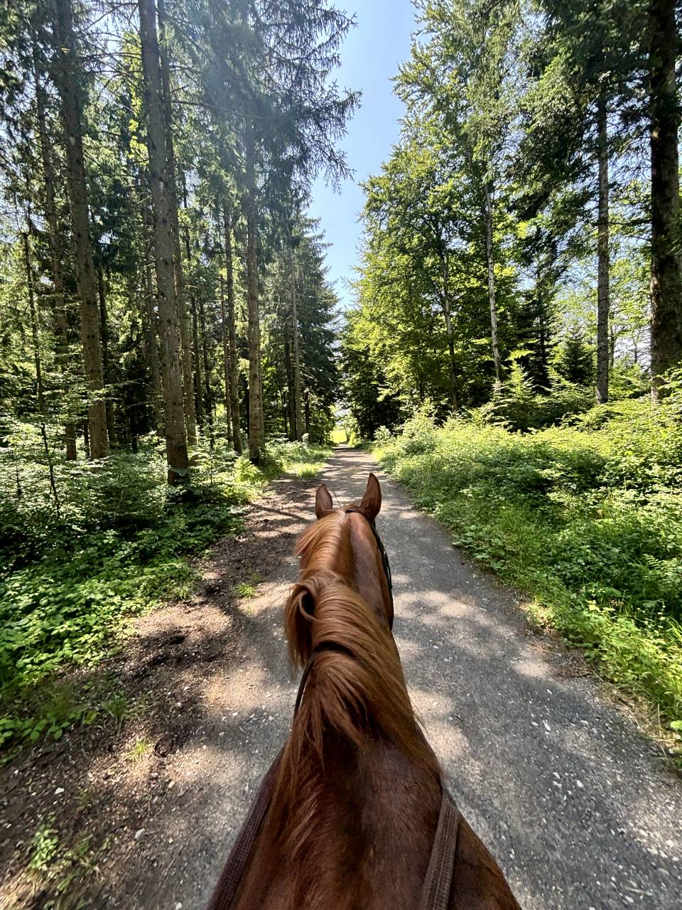 Pension en boxe &Eacute;curie ind&eacute;pendante  Mont-sur-Lausanne