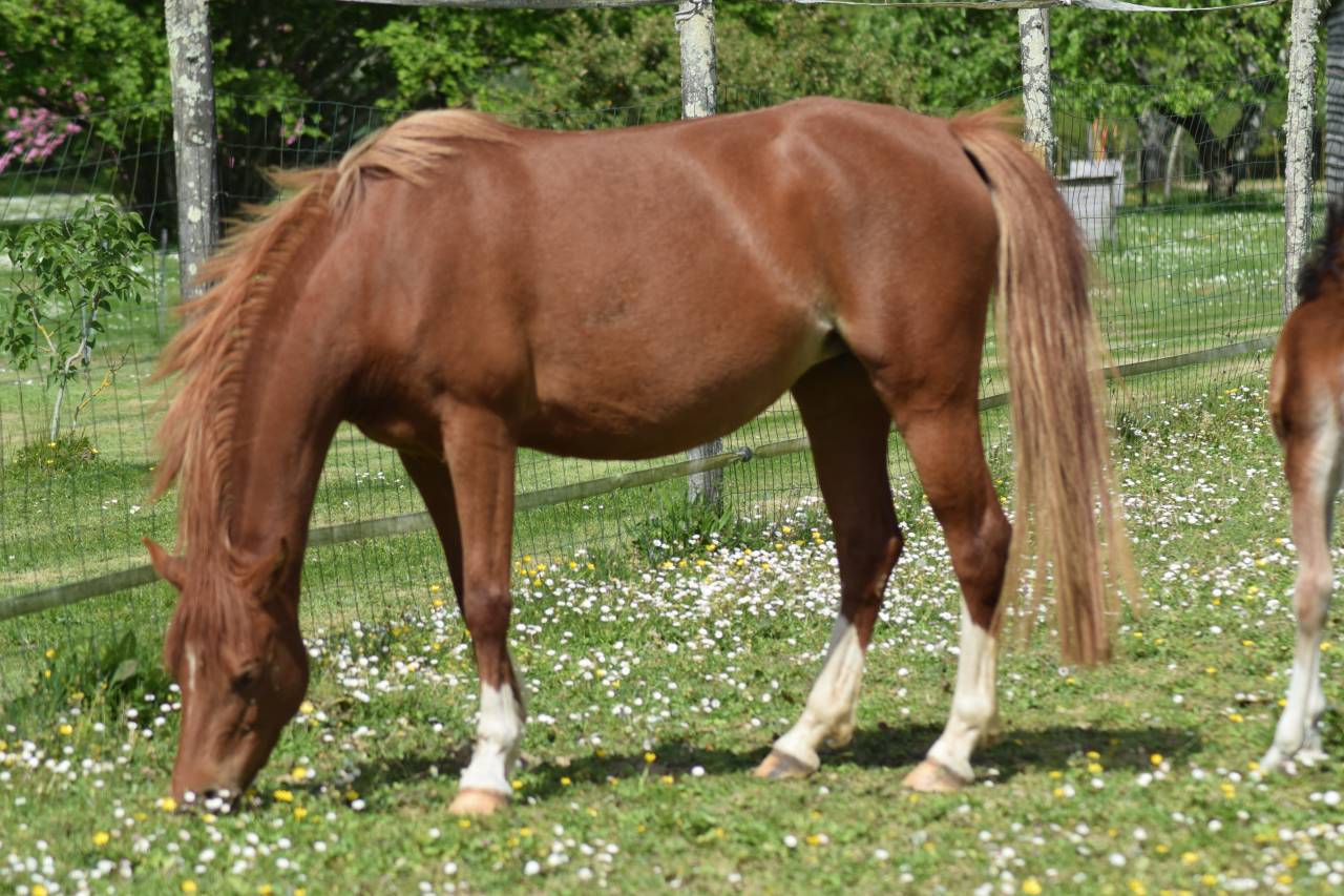 Welsh pony pp, jument import&eacute;e,suit&eacute;e, alezane 