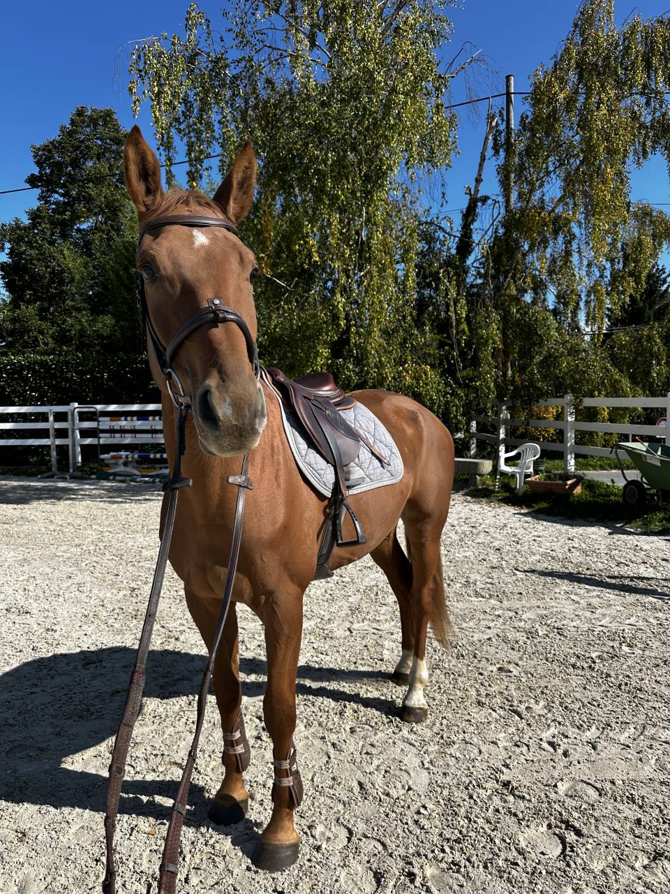 &Agrave; vendre super hongre de 8 ans 