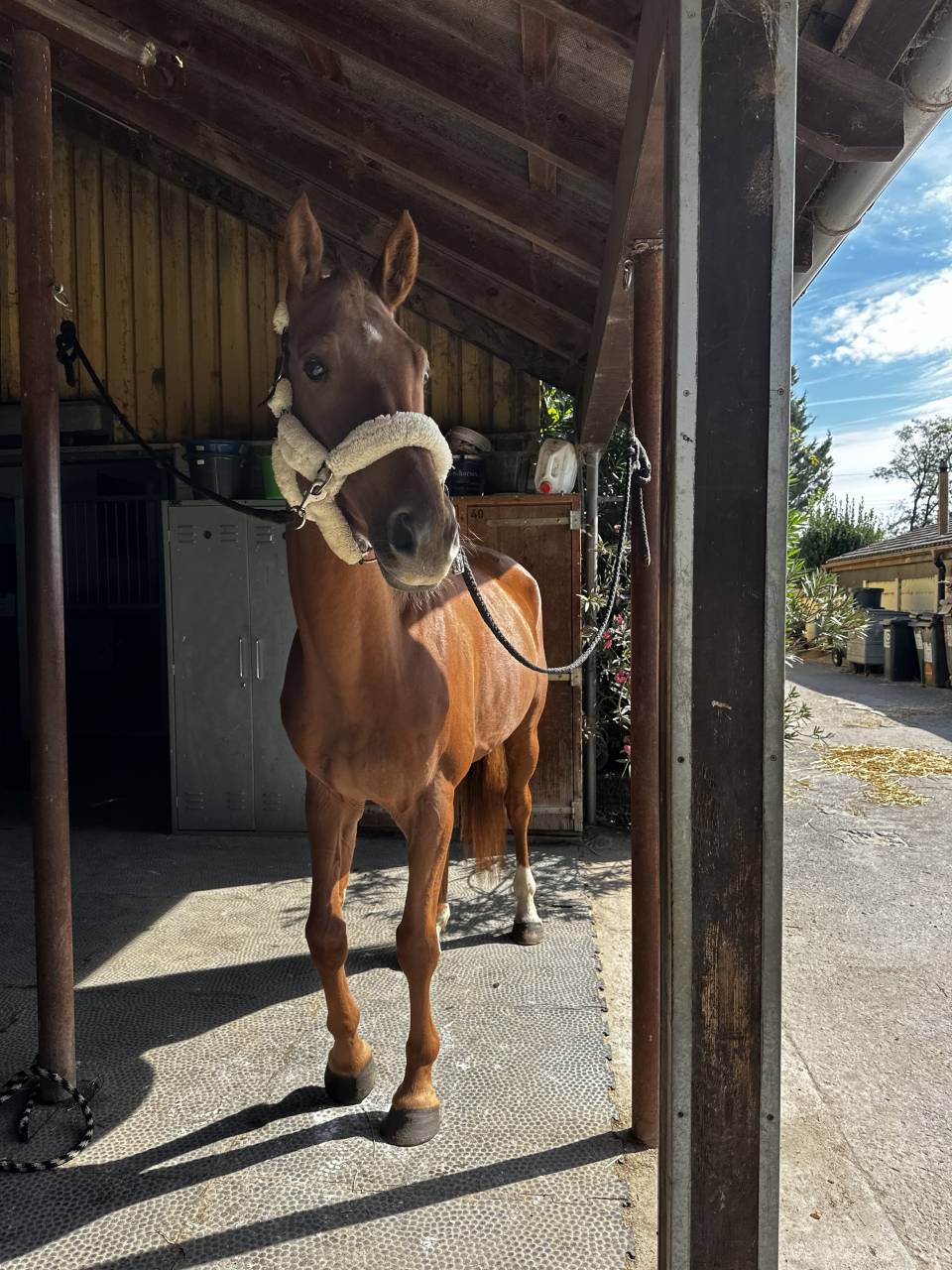 &Agrave; vendre super hongre de 8 ans 