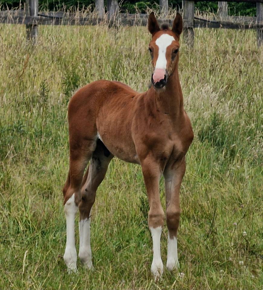 Magnifique poulain de 1 ans 