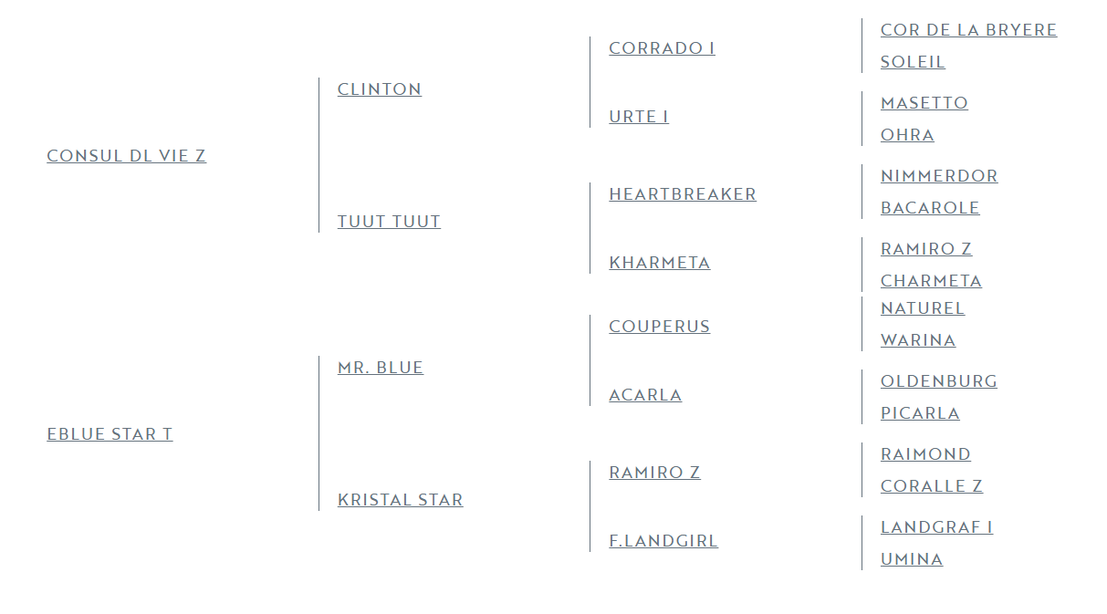 Magnifique poulain de 1 ans 