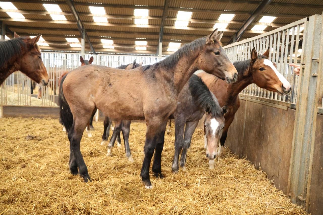 Magnifique pouliche de 1 ans 