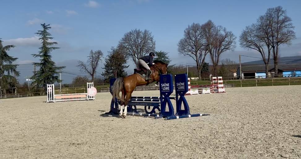 Hongre Selle Fran&ccedil;ais 