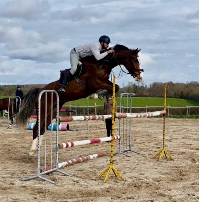 Hongre Selle Fran&ccedil;ais 