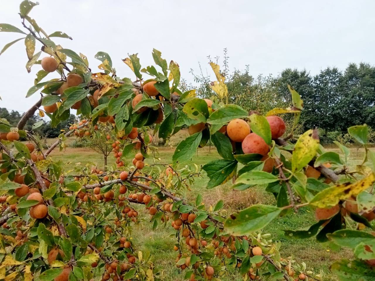 propri&eacute;t&eacute; seul tenant 29HA d&eacute;ale pour &eacute;levage chevaux ,
