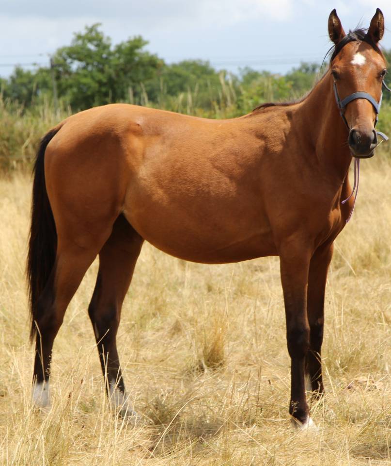 Jument SF 2 ans par controe