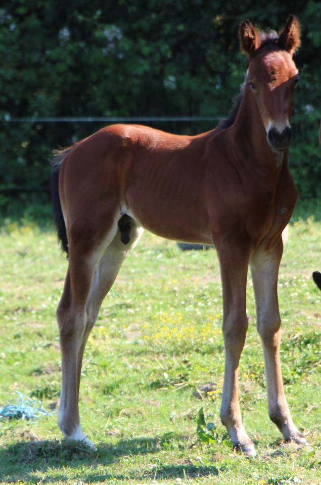 Poulain SF 1 AN Catchar mail 