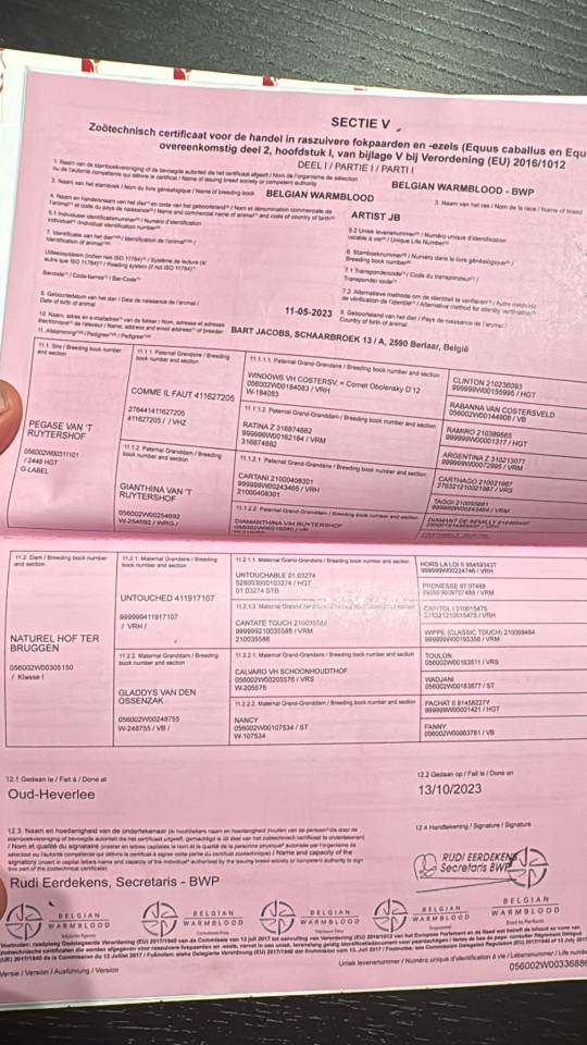 MAGNIFIQUE JEUNE 3 ANS