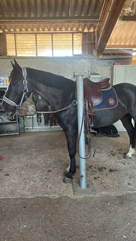 KALINDJA DE VENDIE Ponette D