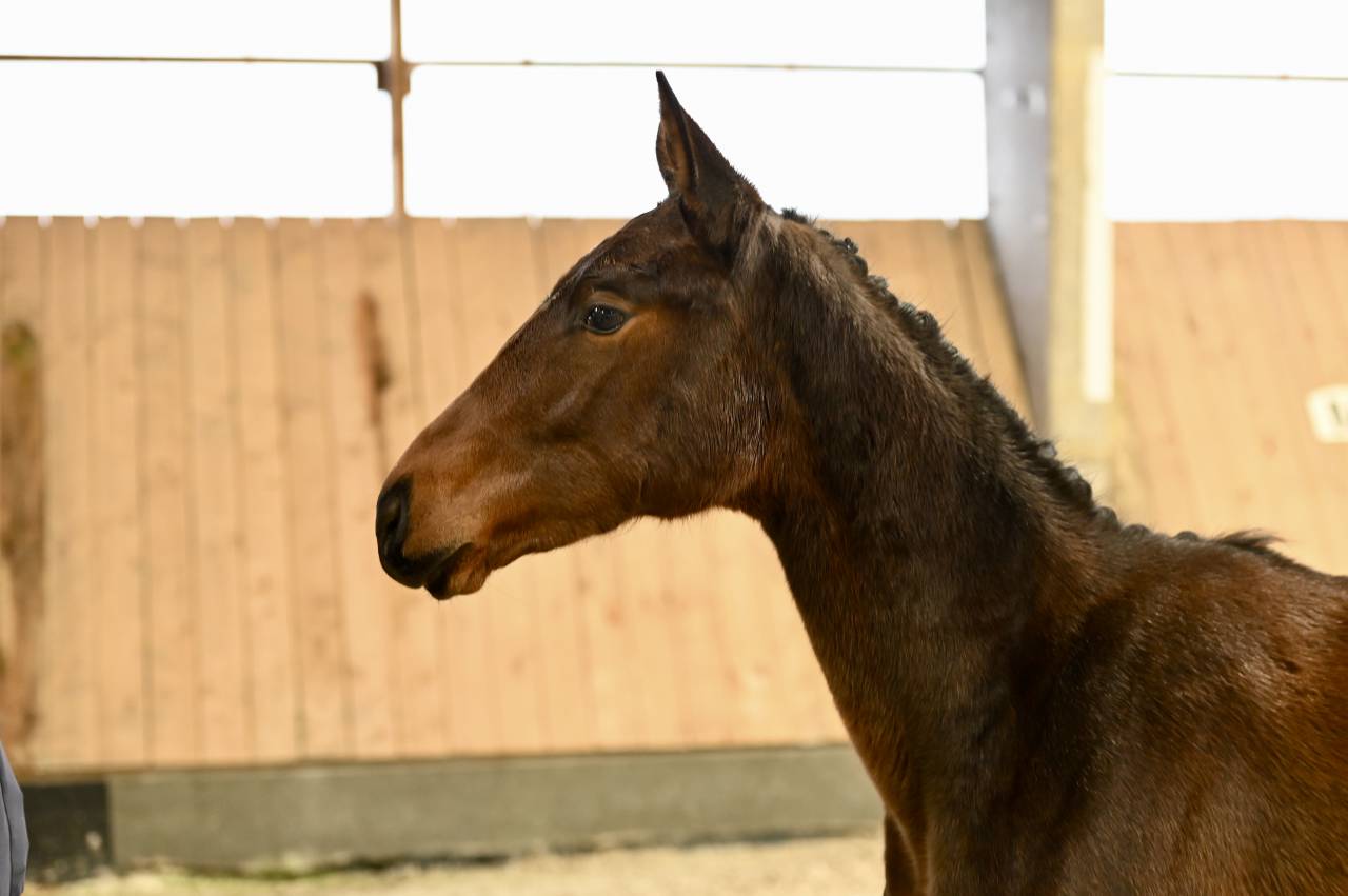 Filly (2025) I'm Special de Muze x Toulon x Ramiro z