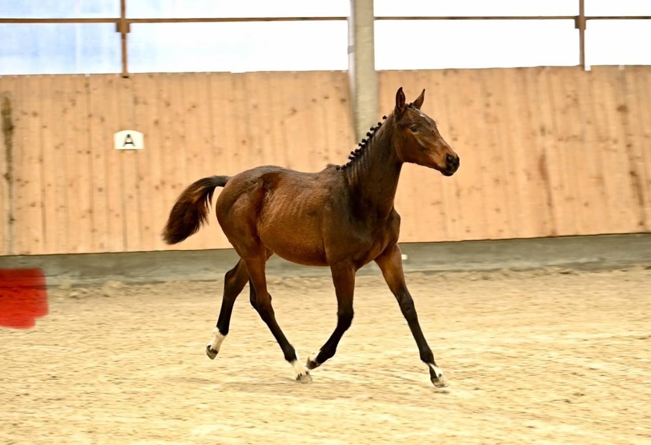 Filly (2025) I'm Special de Muze x Toulon x Ramiro z