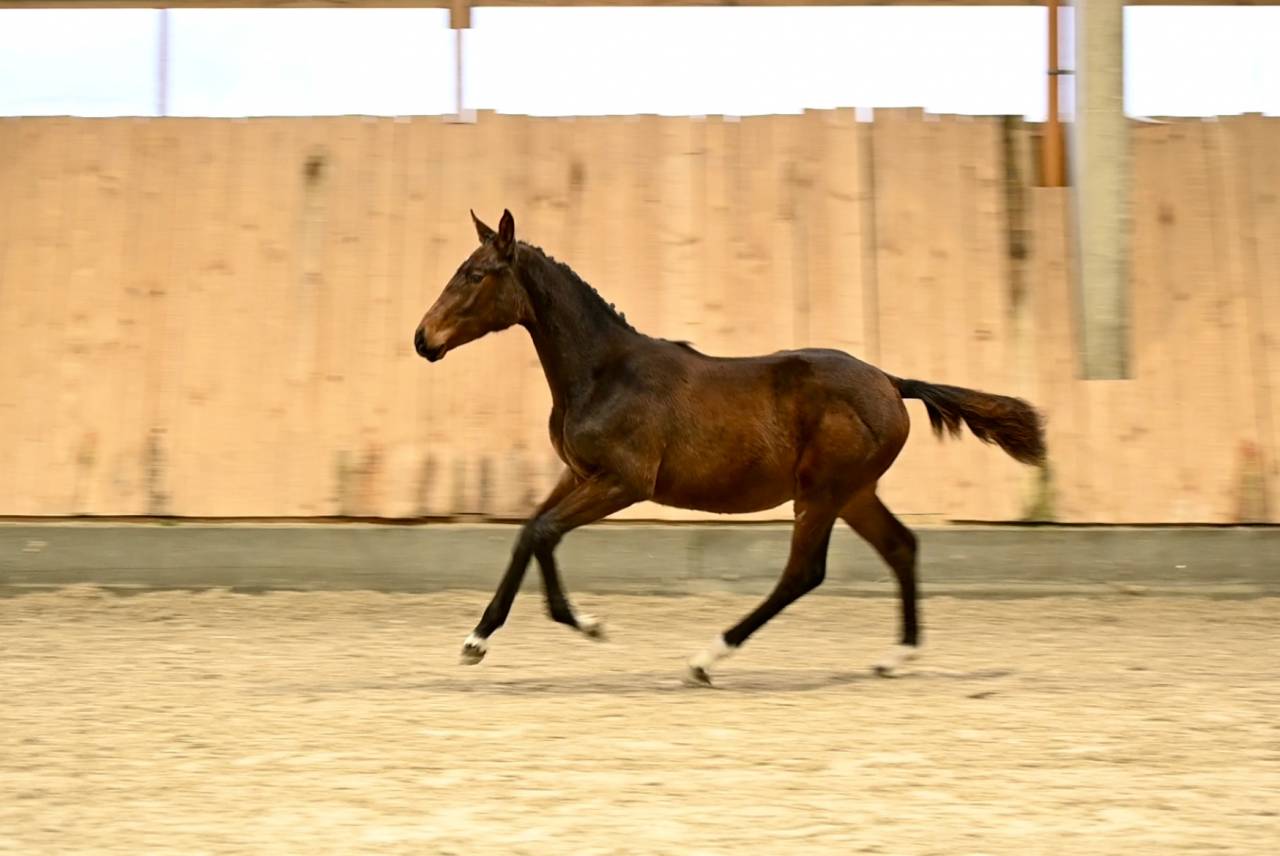 Filly (2025) I'm Special de Muze x Toulon x Ramiro z