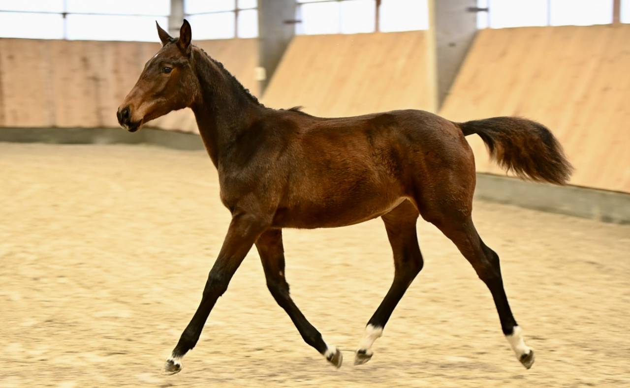 Filly (2025) I'm Special de Muze x Toulon x Ramiro z