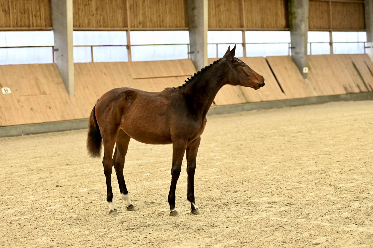 Filly (2025) I'm Special de Muze x Toulon x Ramiro z