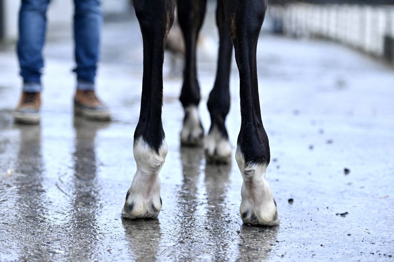 Filly (2025) I'm Special de Muze x Toulon x Ramiro z