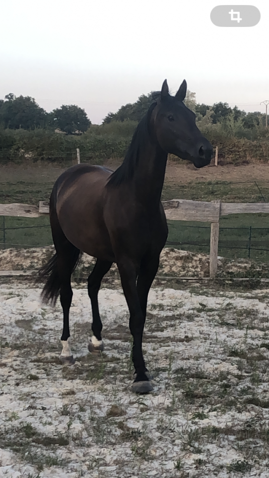 A vendre, pouliche 3ans 3/4