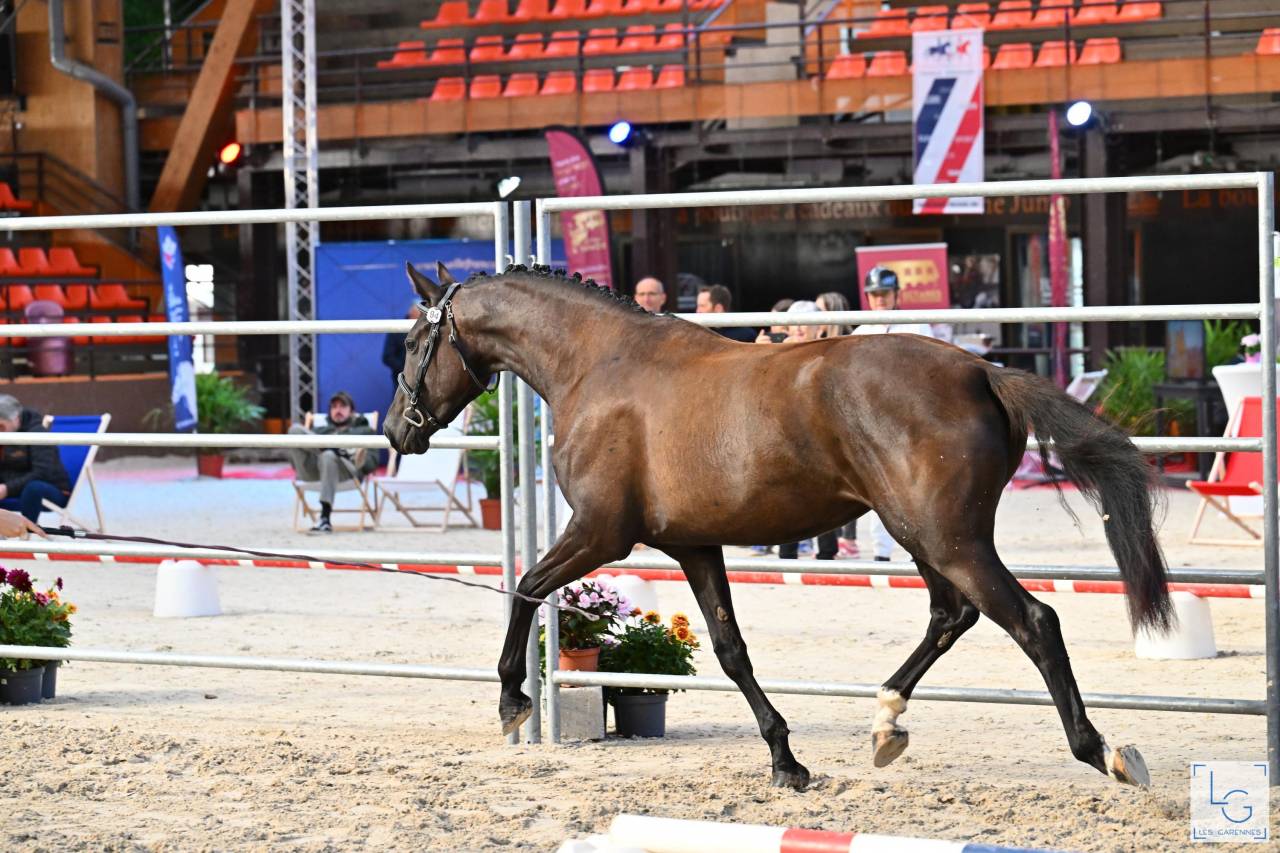 A vendre, pouliche 3ans 3/4