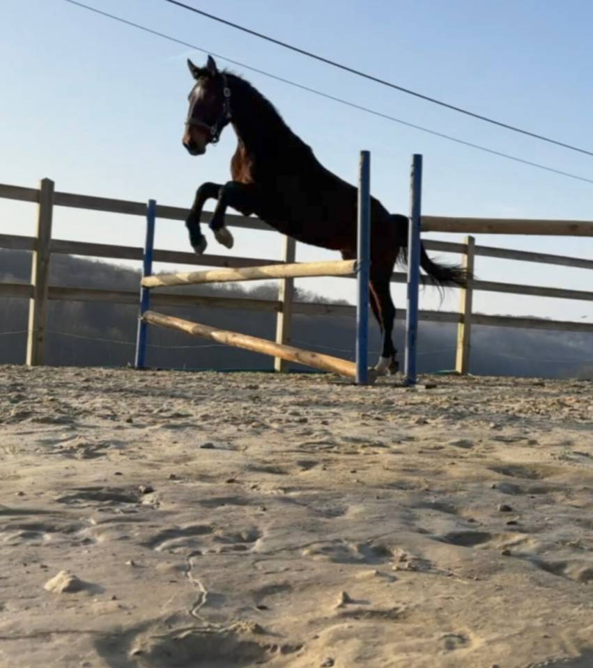 KWPN-Entier 2024-fils de LANTO HBC-Dressage-Obstacle