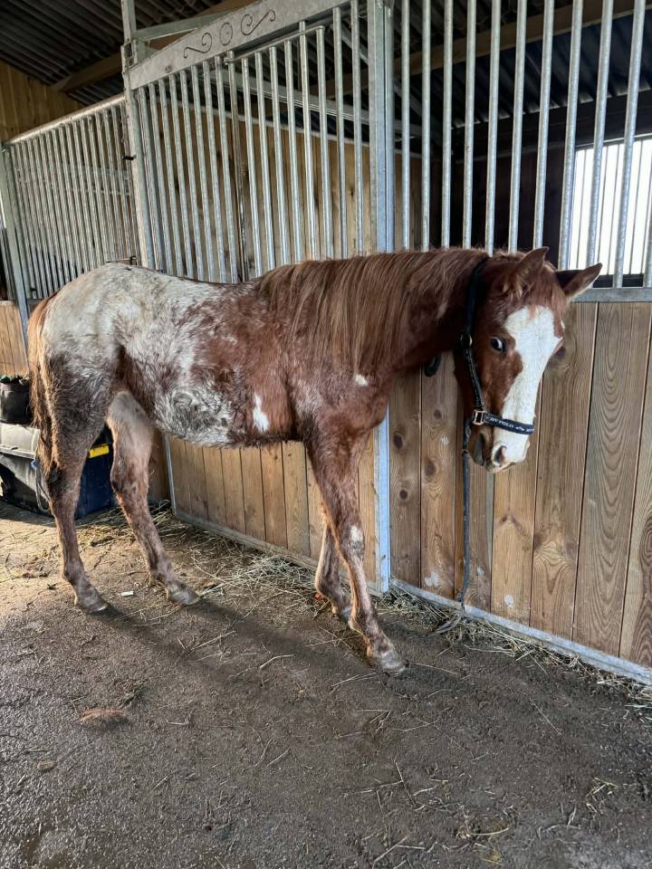 Chesnut appaloosa&overo-stallion 2024-baloubet du rouet