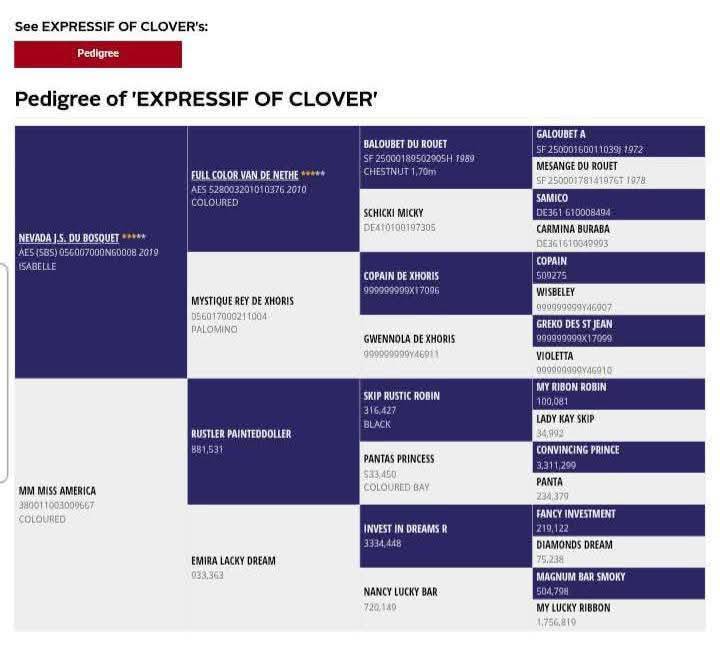 Chesnut appaloosa&overo-stallion 2024-baloubet du rouet