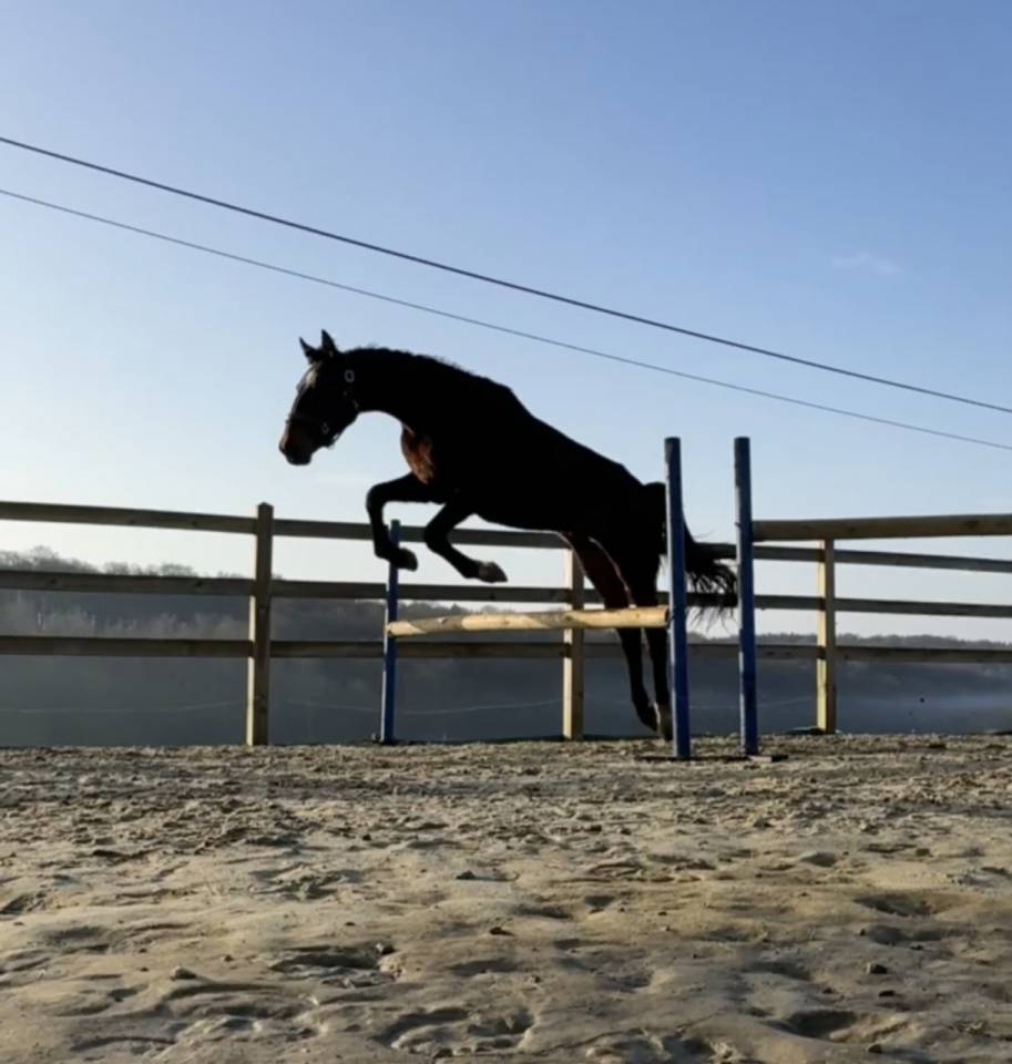 KWPN-2024-Lanto/Silvio HBC-Olympia/Kingston Blue Horse