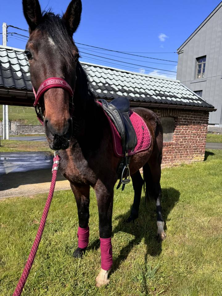 KWPN-2024-Lanto HBC-Olympia-Kingston Blue Hors-Totilas