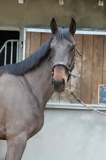 4 ANS hongre ( VITALIS X ZONIK )