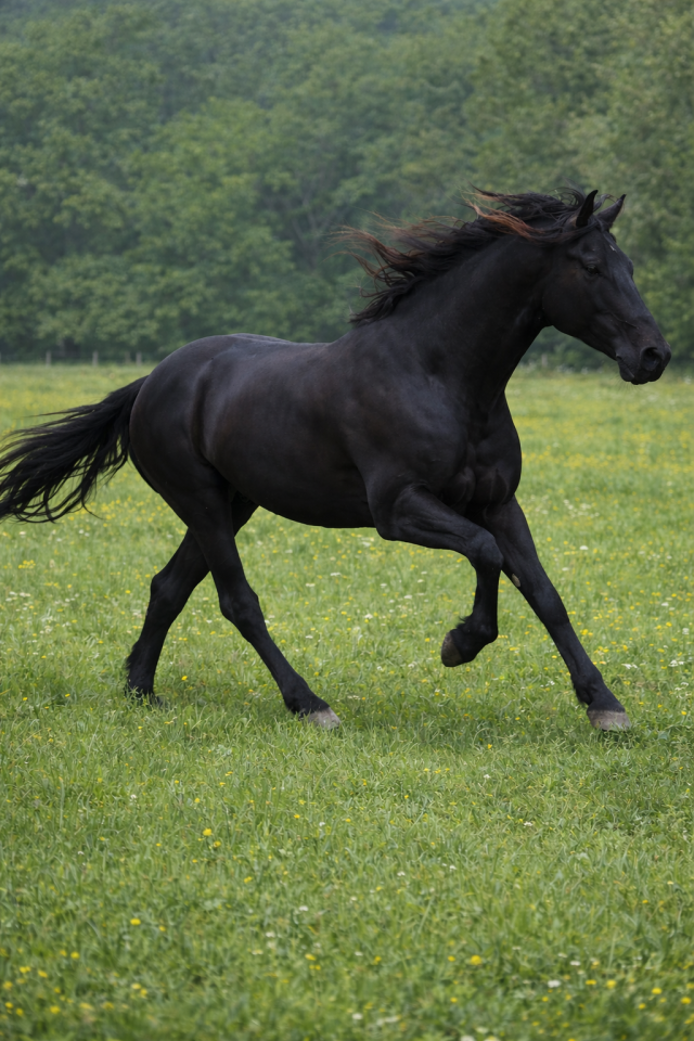 GALAN SALVATELA III .PRE .PP DISPOS SAILLIE 