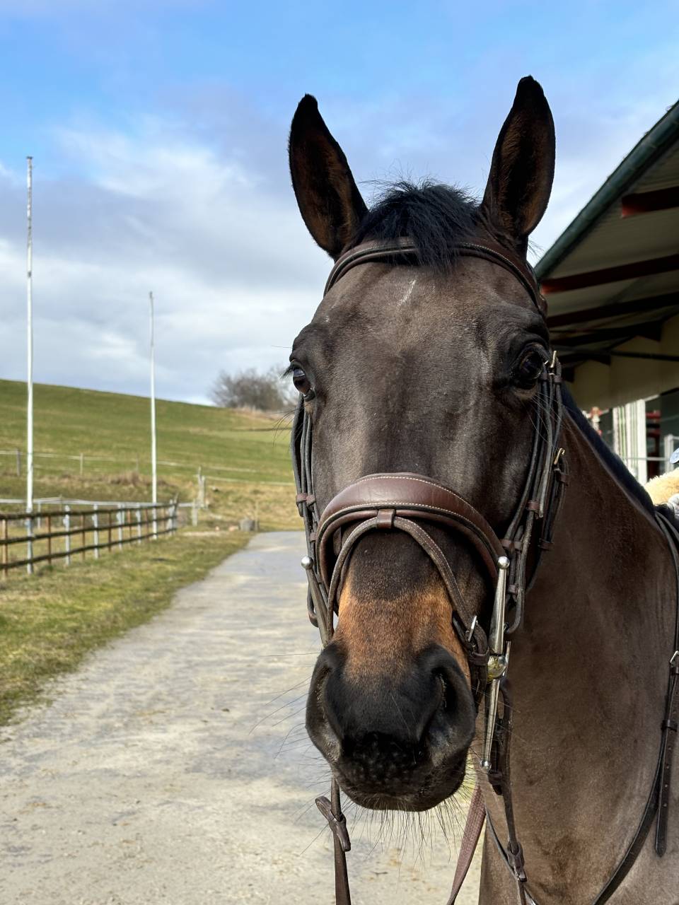 &Agrave; vendre Cassy de l&rsquo;&oelig;uf jument de 4 ans 