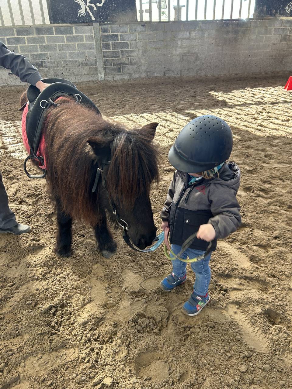 HERRIETE V.STAL DIJKZICHT - Shetland PP - 12ans