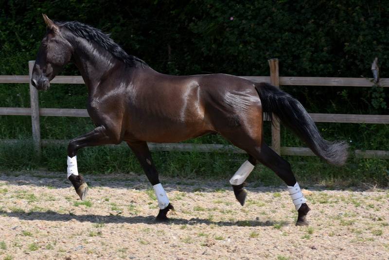 Saillie PRE NOIR HERMES ZABALOA